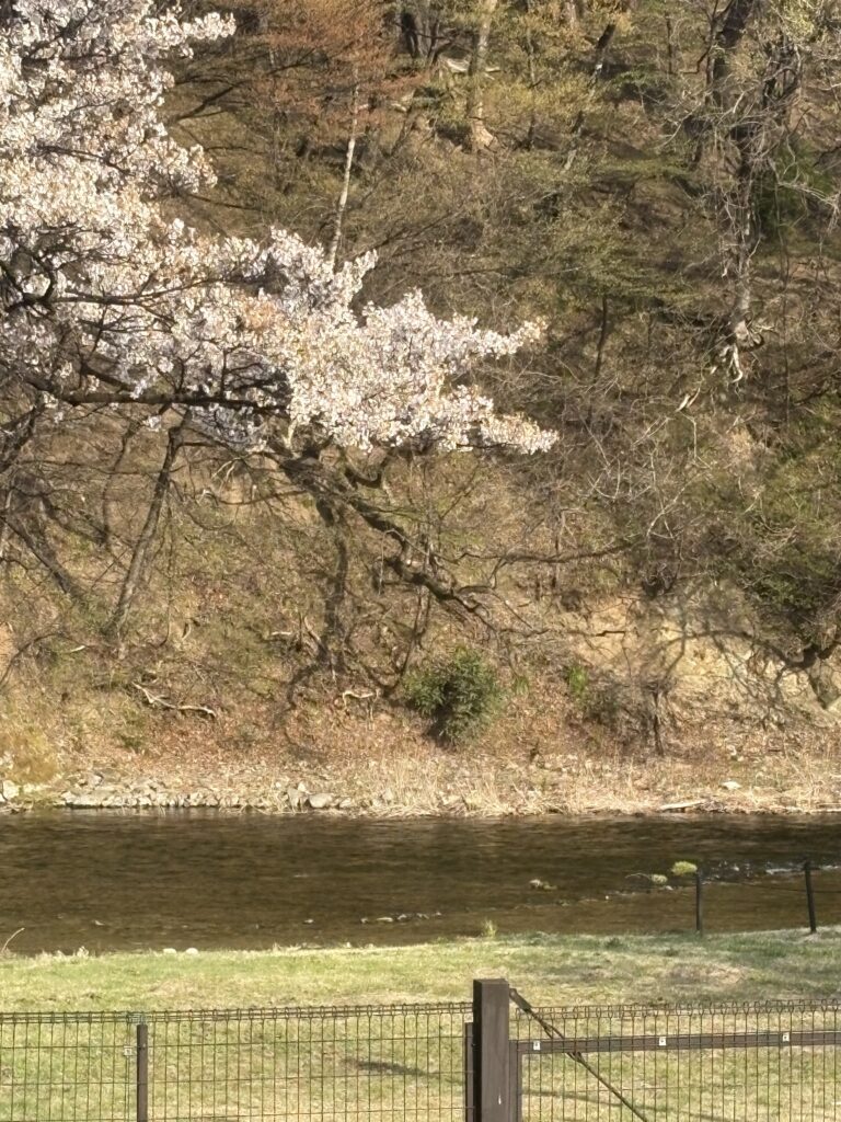 ニッカ・宮城峡蒸溜所の新川と桜が綺麗