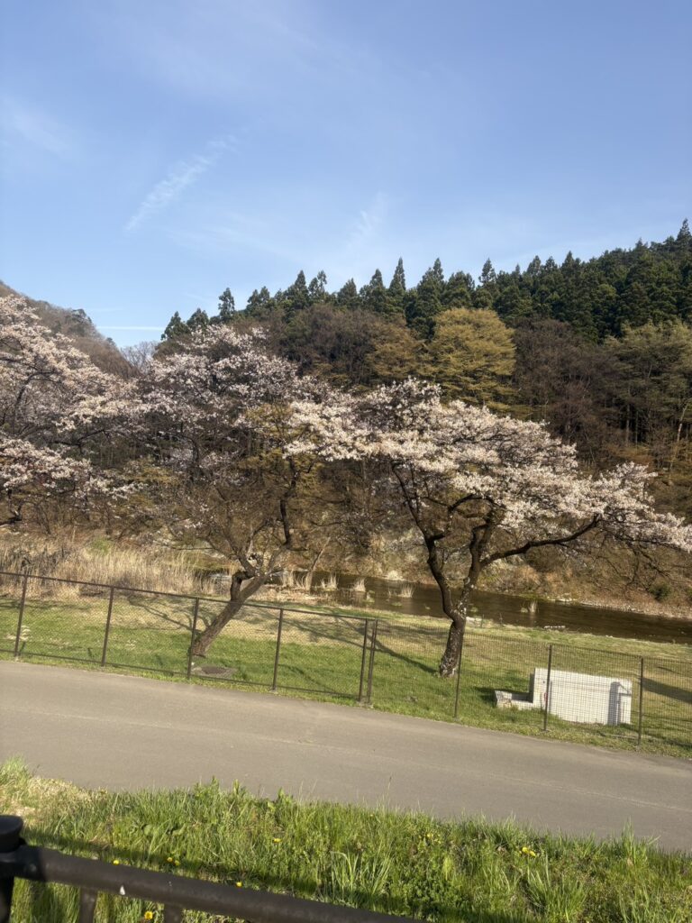 ニッカ宮城峡蒸溜所の桜