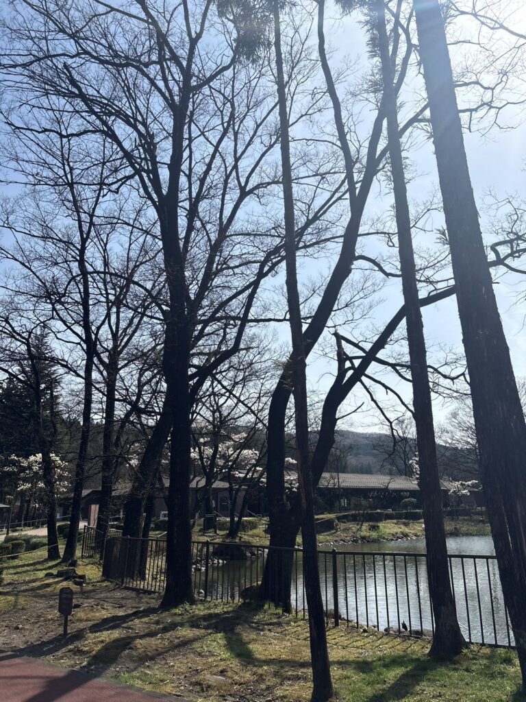 ニッカ宮城峡蒸溜所の木々が残っている湖のほとり