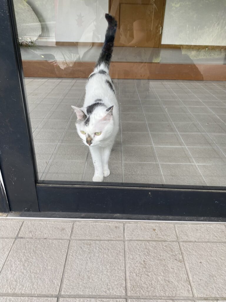 ナインリーブスにいた猫