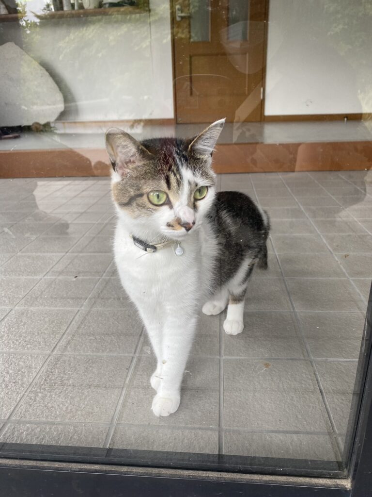 ナインリーブスで飼ってた猫