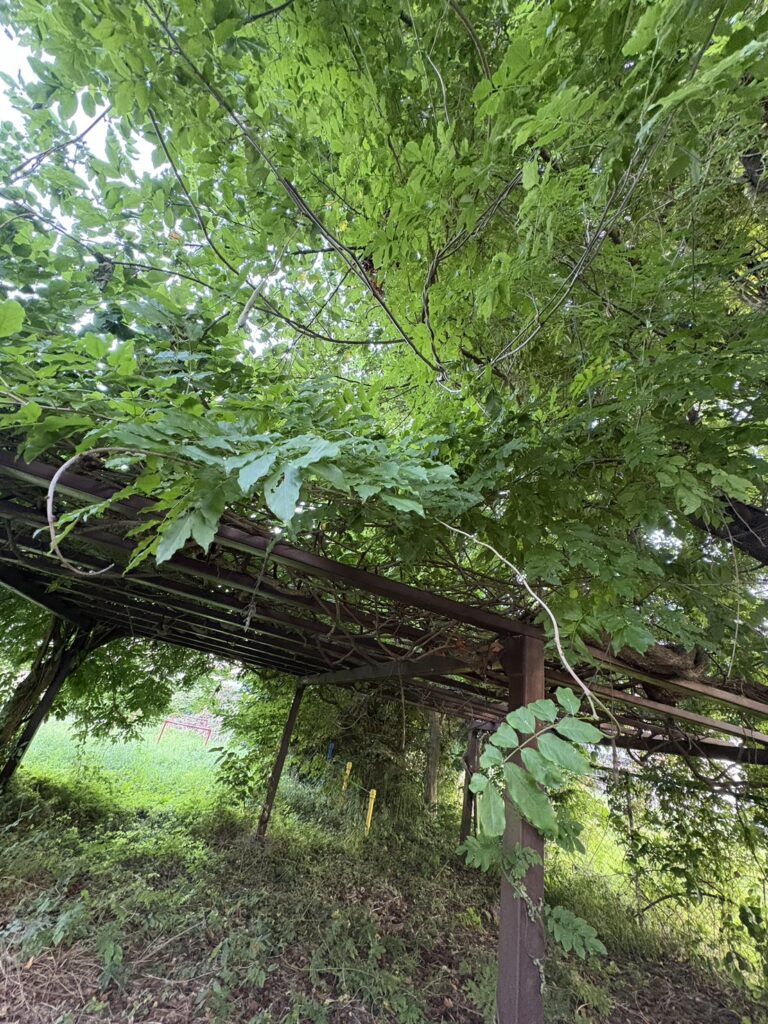 旧つなぎ幼稚園の園庭に残る藤棚